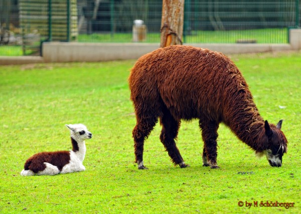 Tierpark Blättelborn - Sehenswertes